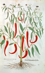 Piment de Cayenne Capsicum, 16ème siècle