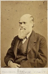 Charles Darwin, naturaliste anglais, vers 1870