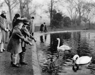 Enfants nourrissant les cygnes sur la Serpentine, Londres, 1926-1927
