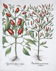 Plants de piment, 1613