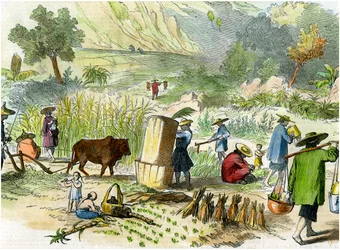 Récolte chinoise, Hong Kong, vers 1875