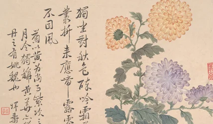 Chrysanthèmes