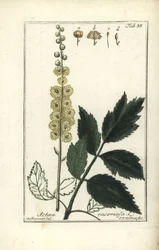 Cimicifuga, Cimicifuga racemosa ou actée à grappes, Actaea racemosa (actée à grappes)