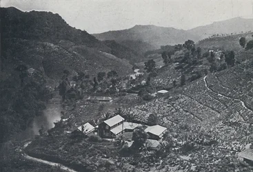 Plantation de thé cinghalaise, 1924