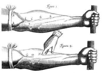 Circulation du sang