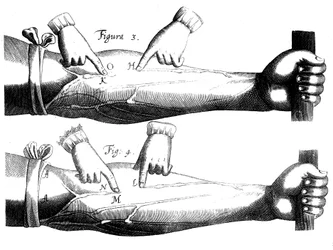 Circulation du sang, 1628