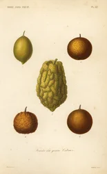 Fruits du genre citrus