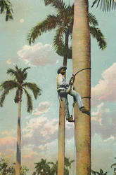 Grimper au Palmier Royal - Subiendo la Palma Real, 1910