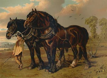 Étalon et jument Clydesdale, vers 1879