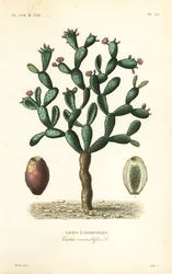 Cactus cochenille, Nopalea cochenillifera, Opuntia cochenillifera, Cactus cochenillifer, Cactus coccinellifer