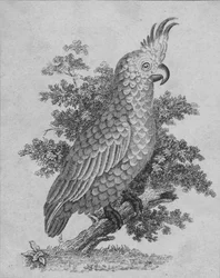 Cacatoès, XIXe siècle