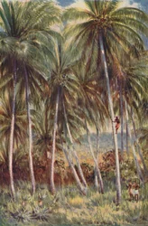 Palmiers à noix de coco dans le nord du Queensland, 1923