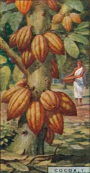 Cacao, 1. - Cacaoyer, Trinidad, 1928