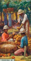 Cacao, 2. - Ouverture des gousses, Trinidad, 1928
