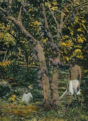 Cacao en pleine production, Trinité-et-Tobago, vers 1914