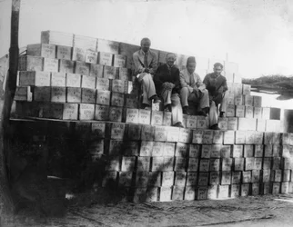 Production de noix de coco, Inde, 20e siècle