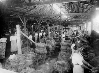 Production de noix de coco, Inde, 20ème siècle