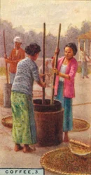 Café, 3. Décorticage des grains, Java, 1928
