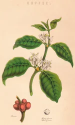 Café, XIXe siècle