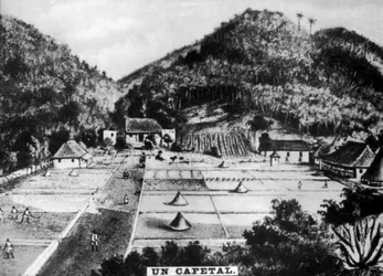 Plantation de café, Cuba, 1768 vers 1910