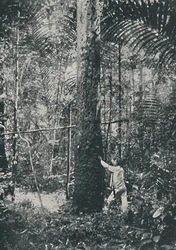 Collecte de caoutchouc, 1916