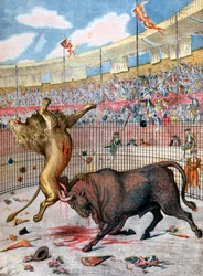 Combat entre un lion et un taureau, Espagne, 1894