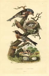Pinson des arbres, Fringilla coelebs, nid et œufs, et pinson du Nord, Fringilla montifringilla avec œufs