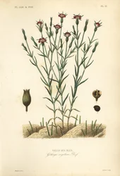 Nielle des blés, Agrostemma githago, Githago segetum, Nielle des blés, gravure sur acier coloriée à la main par L