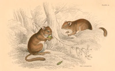 Muscardin, Muscardinus avellanarius, rongeur en hibernation, 1828