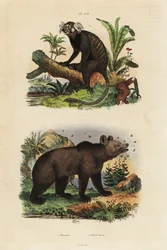 Ouistiti commun, Callithrix jacchus, et ours brun, Ursus arctos, avec des abeilles