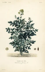 Pigamon des prés, Thalictrum flavum, Pigamon des prés
