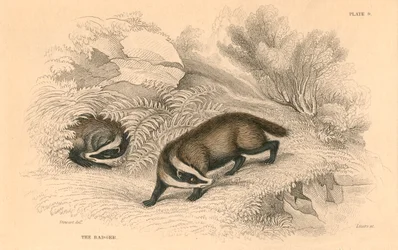Blaireau commun ou européen Meles meles, 1828
