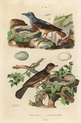 Monticole de roche avec nid et œufs, Monticola saxatilis, et grive musicienne avec nid et œufs, Turdus philomelos