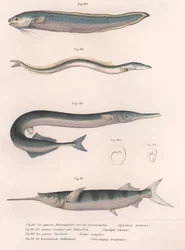 Poisson serpent commun. Anguille de sable commune. Hornhecht commun. Demi-bec brésilien, vers 1850