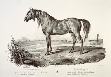 Copenhague, le cheval du duc de Wellington, 19ème siècle