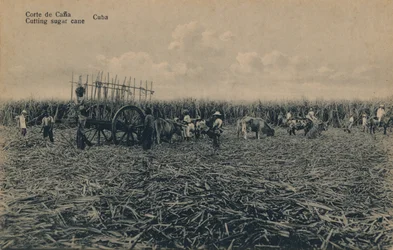 Corte de Cana - Coupe de la canne à sucre - Cuba