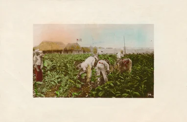 Cosecha de tabaco. - Plantation de tabac