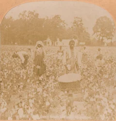 Cueillette de coton, c1900