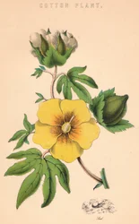 Plante de coton, 19e siècle