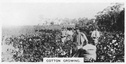Cueillette du coton, Australie, 1928