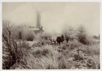 Vaches dans un champ givré