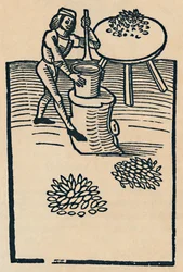 Broyage des herbes dans un mortier