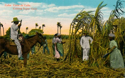 Cuba : Coupe de canne. Coupe de canne à sucre, vers 1910