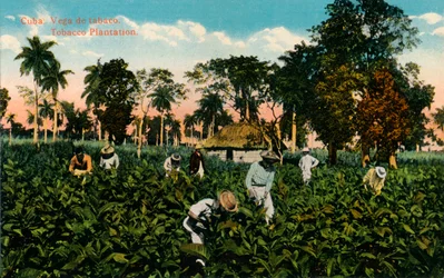 Cuba : Vega de tabac. Plantation de tabac, vers 1900