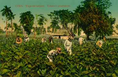 Cuba. Vega de tabac. Plantation de tabac, vers 1920
