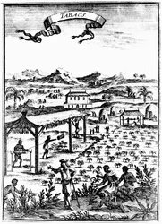Culture et séchage du tabac aux Antilles avec travail des esclaves, 1686