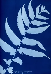 Cyanotype de Diplazium grandifolium