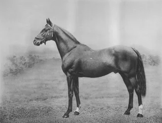 Cyllène, 1911