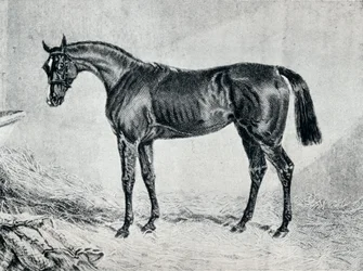Cyprien, 19e siècle
