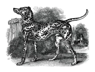 Chien dalmatien, 1848